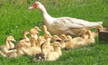Duolingo speak about the photo: Farmyard Flock- Mother Duck and her Brood