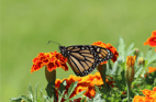 Duolingo write about the photo: Monarch on Marigolds