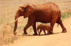 Duolingo write about the photo: A Walk Through the Wild