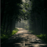 Duolingo speak about the photo: A Sunlit Journey Through the Forest