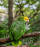 Duolingo write about the photo: A Vibrant Parrot in Its Natural Habitat