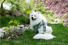 Duolingo speak about the photo: A Noble Samurai Under the Cherry Blossoms