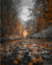 Duolingo speak about the photo: Autumnal Passage