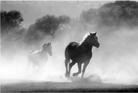 Duolingo speak about the photo: Untamed Nature