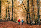 Duolingo write about the photo: An Autumn Stroll Through the Forest