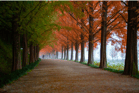 Duolingo speak about the photo: Autumn’s Embrace: A Journey Through Colours of Nature