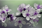 Duolingo speak about the photo: Elegance in Bloom-A Celebration of Nature’s Subtle Beauty