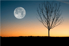 Duolingo speak about the photo: A Glimpse into the Serenity of Night