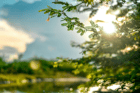 Duolingo speak about the photo: Nature’s Tranquil Embrace-A Moment of Peace and Beauty