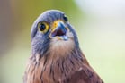 Duolingo write about the photo: Close-Up of a Majestic Falcon in Action