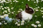 Duolingo write about the photo: A Curious Rabbit and Easter Eggs