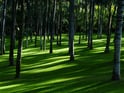 Duolingo write about the photo: A Serene Grove