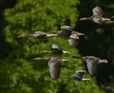 Duolingo speak about the photo: The Flight of Resilience