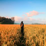 Duolingo Write About the Photo: Golden Fields, Endless Dreams