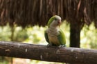 Duolingo Speak about the Photo: A Serene Tropical Perch