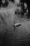 Duolingo Speak about the Photo: The Grace of a Swan