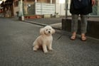 Duolingo Speak about the Photo: A Calm Stroll in the Evening