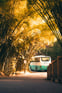 Duolingo Speak about the Photo: A Journey Through Bamboo Serenity